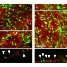 Perda de microbiota altera células que protegem a parede do intestino - Vinícius Dias Nirello/IB Unicamp