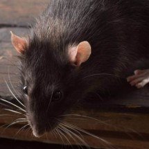 Veja estratégias eficazes para prevenir e combater infestações de ratos - Portal Giro 10