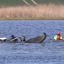 Baleia que comoveu Alemanha é encontrada morta na Dinamarca - Danny Gohlke / AFP