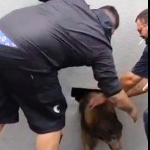 Cachorra chora e é achada dentro de parede após dez dias - Reprodução
