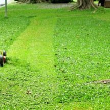 Quando a grama fala: como voláteis vegetais transformam o corte em sinal de alerta químico - Portal Giro 10