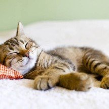 Crescer cuidando de um animal: o impacto dos pets no desenvolvimento emocional e social infantil - Portal Giro 10