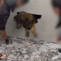 Cadela é achada viva em parede concretada após 10 dias desaparecida - Katia Cristina Pugsley / Causa Animal Guarapuva