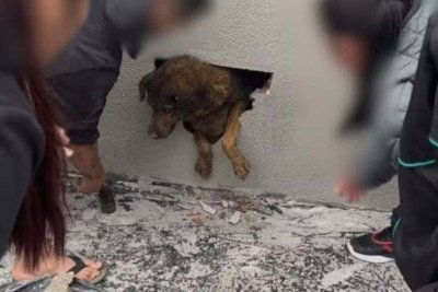 Cadela Pandora foi resgatada em parede concretada -  (crédito: Katia Cristina Pugsley / Causa Animal Guarapuva)