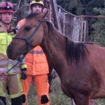 Égua cai em cisterna e é resgatada por bombeiros em Minas - Reprodução/CBMMG