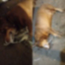 Massacre de pets pode chegar a 50 mortes e assusta cidade mineira - Reprodução/Redes Sociais 