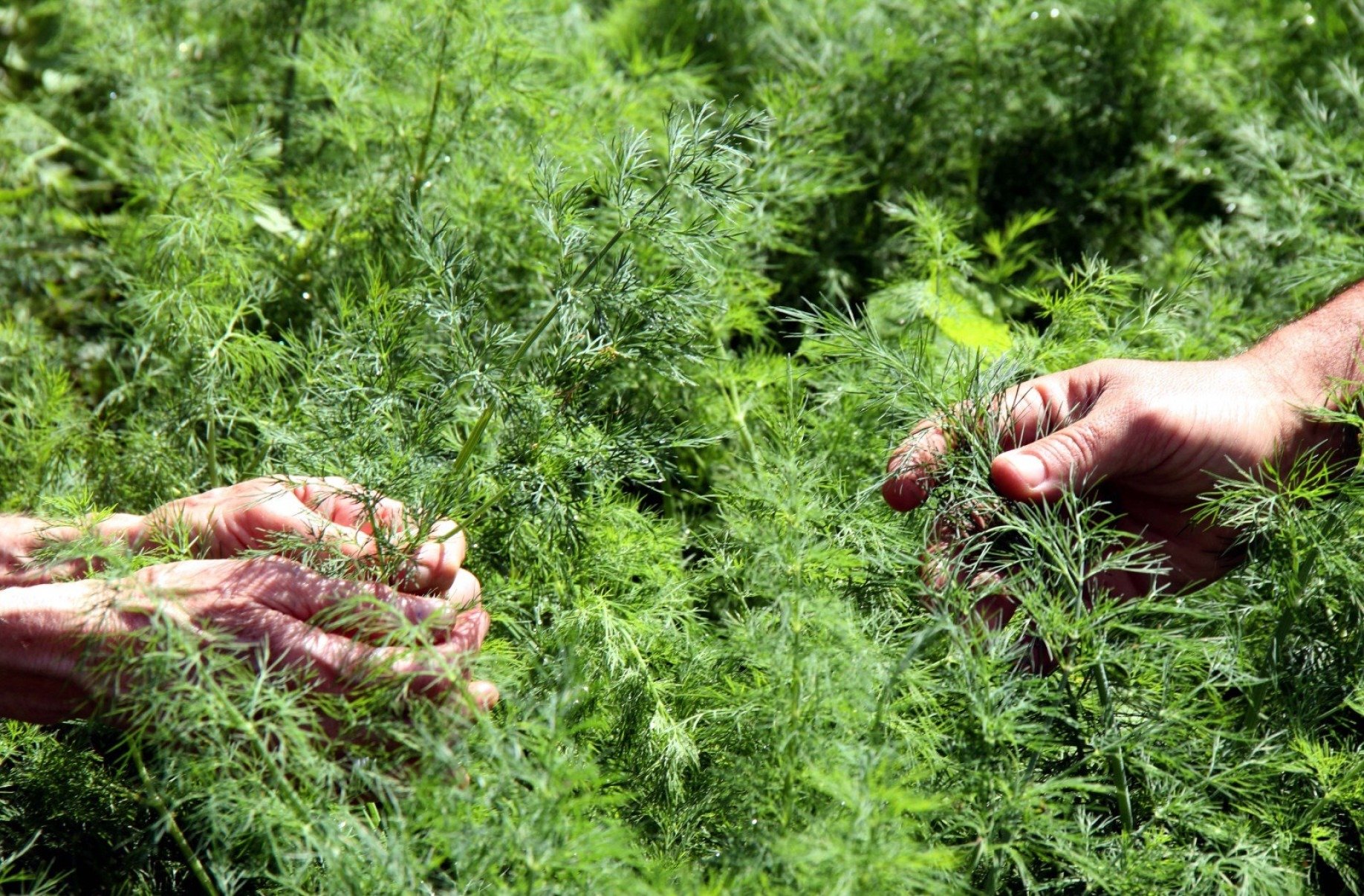A combina&ccedil;&atilde;o cl&aacute;ssica do aneto, tamb&eacute;m conhecido como dill ou endro, na gastronomia &eacute; com peixes 