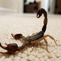 Casos de acidentes com escorpiões crescem no Brasil - DINO