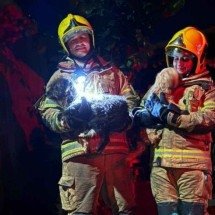 Bombeiros resgatam quatro cães de imóvel que pegava fogo em cidade mineira - CBMMG / Reprodu&ccedil;&atilde;o 