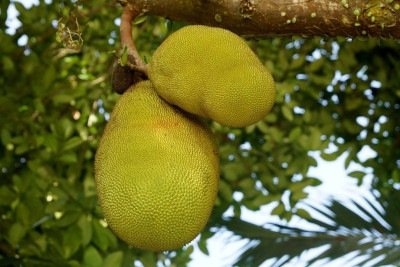 Assim como tantas outras plantas, a jaqueira (Artocarpus heterophyllus) chegou ao Brasil por mãos portuguesas. Originária da Índia, a jaca teve um papel importante no reflorestamento da Floresta da Tijuca em virtude da falta de água em determinada época -  (crédito: Imagem de Liliane Mey por Pixabay

)