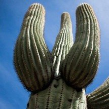 O mito da sobrevivência no deserto: por que beber água de cacto pode ser perigoso - Portal Giro 10