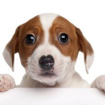 Pata esquerda ou direita: como a preferência dos cães revela emoções e aprendizado - Portal Giro 10