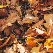 Por que as pontas das folhas ficam marrons? Entenda as causas e como recuperar plantas de interior - Portal Giro 10