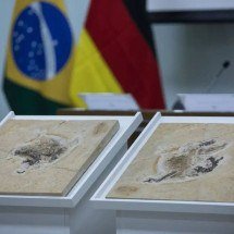 Brasil exige de volta tesouros raros escondidos em 14 países - Joédson Alves/Agência Brasil