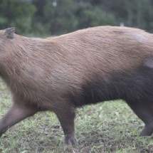 Capivara espancada no Rio é devolvida à natureza após tratamento - Divulgação/Prefeitura do Rio
