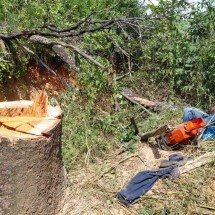 Operário morre após ser atingido por árvore que ele mesmo cortava - CBMMG