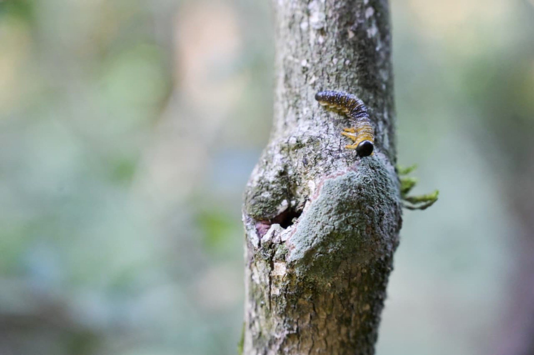 Entre técnicas de sobrevivência, preparo físico e resistência emocional, brigadistas voluntários da Serra do Cipó participaram de um treinamento em ambiente hostil para aprender a agir quando o resgate não chega. A reportagem do Estado de Minas acompanhou, por 30 horas, os desafios enfrentados por quem está na linha de frente do combate aos incêndios florestais.
