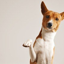 Sabará promove mutirão gratuito de castração para cães e gatos - Freepik/Divulgação