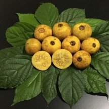Fruta típica do Cerrado e da Mata Atlântica reaparece como tendência em quintais e jardins - Portal Giro 10