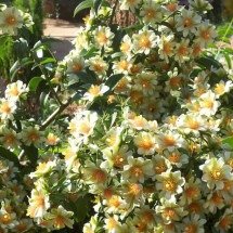 Redes sociais impulsionam resgate de plantas e frutas nativas antes restritas ao interior do Brasil - Portal Giro 10