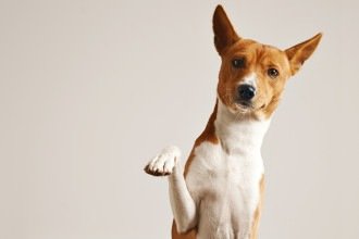 Sabará promove mutirão gratuito de castração para cães e gatos