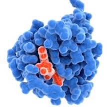 Quando o corpo faz manutenção: o papel da autofagia no jejum intermitente e o Nobel de 2016 - Portal Giro 10