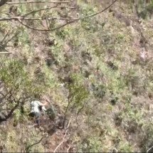 Mulher jogada pelo ex na Serra do Rola-Moça é encontrada em cima de árvore - PMMG/Divulgação
