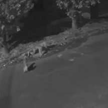Vídeo: pitbulls matam cachorro comunitário em Uberlândia