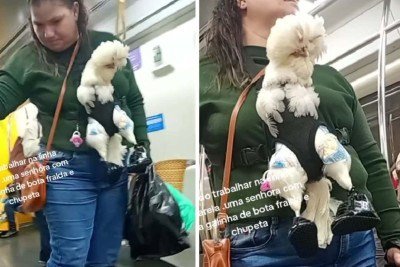 Galinha é flagrada no metrô de São Paulo -  (crédito: TikTok)
