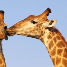 Por que inclinamos a cabeça ao beijar? A ciência da lateralidade cerebral e o comportamento humano desde o útero - Portal Giro 10