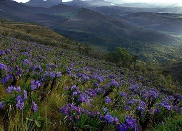A exuberante flora da Serra do Rola-Mo&ccedil;a, uma das ricas paisagens do Parque Estadual e cen&aacute;rio da famosa lenda. -  (crédito: Divulga&ccedil;&atilde;o/ Portal Belo Horizonte)