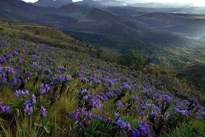 A exuberante flora da Serra do Rola-Mo&ccedil;a, uma das ricas paisagens do Parque Estadual e cen&aacute;rio da famosa lenda. -  (crédito: Divulga&ccedil;&atilde;o/ Portal Belo Horizonte)