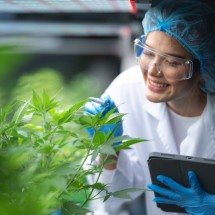 Cannabis medicinal amplia debate industrial no Brasil -  Shutterstock
