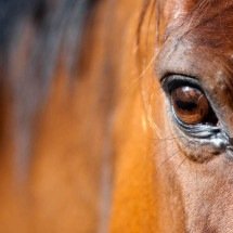 Cavalos e emoções humanas: a ciência por trás da leitura de expressões faciais e da conexão interespécies - Portal Giro 10
