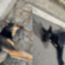 Mistério e crueldade: o que está matando os cães de rua em cidade de MG - Reprodução/Redes Sociais 