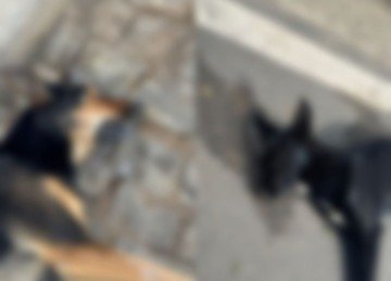 Pepeto e Negão moravam na praça -  (crédito: Reprodução/Redes Sociais )