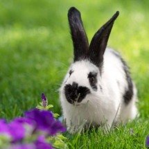 Roer para viver: como dentes de crescimento contínuo garantem a sobrevivência de roedores e coelhos - Portal Giro 10