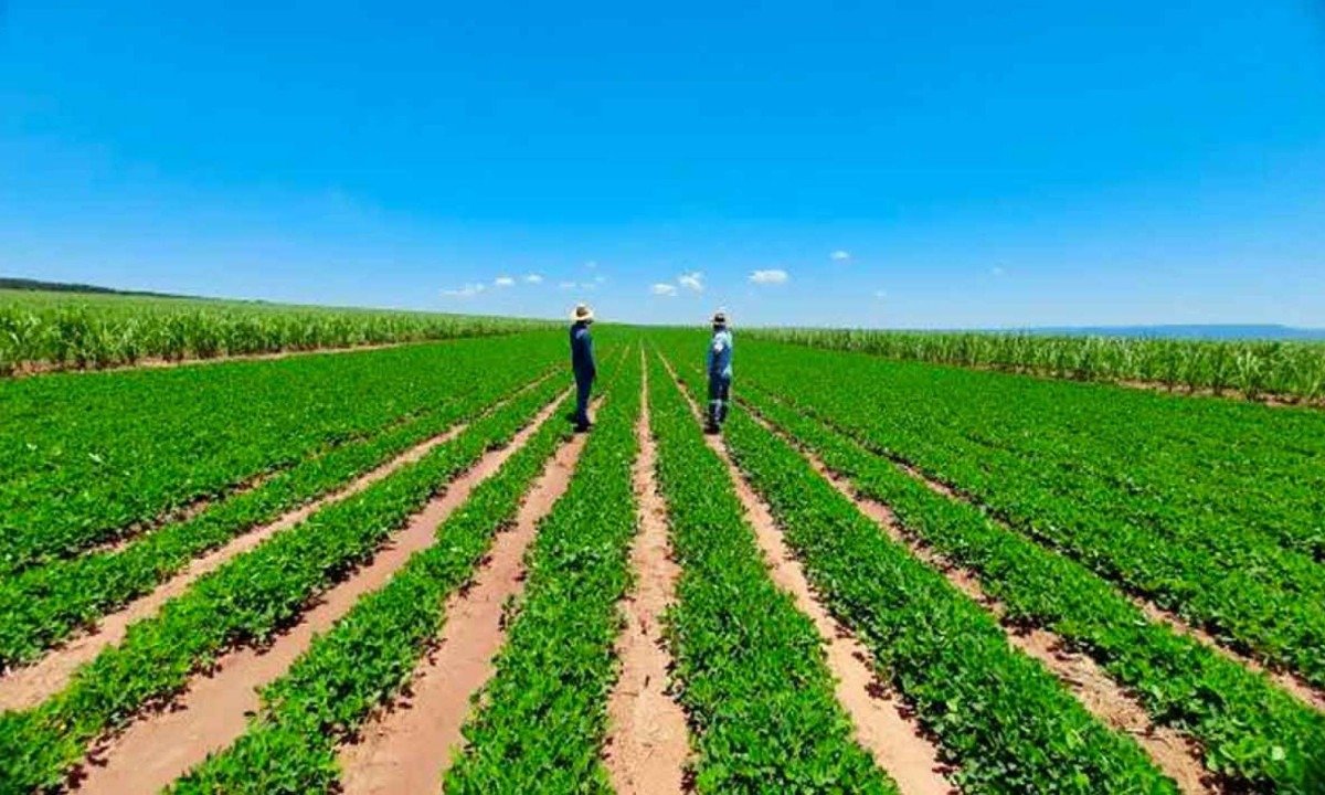 Amendoim passou de cultura de rota&ccedil;&atilde;o &agrave; atividade principal em v&aacute;rias propriedades