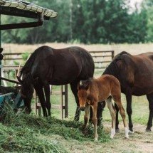 Você calmo, o cavalo também: o misterioso sincronismo cardíaco entre humanos e equinos explicado pela ciência - Portal Giro 10