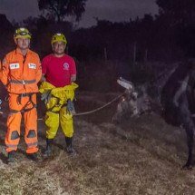 MG: vaca cai em fossa e é resgatada pelo Corpo de Bombeiros em Januária - Corpo de Bombeiros/divulgação