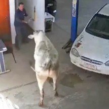 Vídeo: boi invade oficina mecânica e avança sobre funcionários no Sul de MG - Reprodução