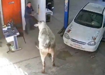 Animal invadiu oficina no Sul de Minas  -  (crédito: Reprodução)