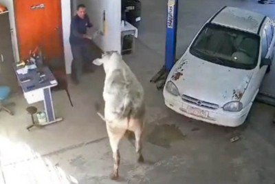 Animal invadiu oficina no Sul de Minas  -  (crédito: Reprodução)