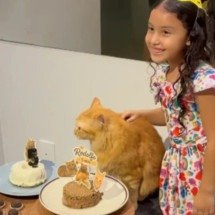 Gato ganha festa de aniversário e comportamento ‘indiferente’ do pet chama atenção na web - Portal Giro 10