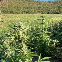 Plantação de 30 mil pés de maconha é destruída em Minas; veja vídeo - Polícia Militar/divulgação