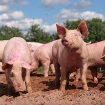 A verdade sobre os porcos: por que eles vivem na lama e são considerados tão inteligentes - Portal Giro 10