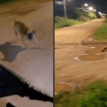 Vídeo: homem desce da moto e corre atrás de cachorro que o perseguia - Tupi