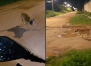 Quem corre mais? Homem desce da moto e inverte perseguição com cachorro; veja vídeo -  (crédito: Tupi)