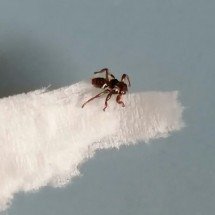 Mosca perde as asas e sacrifica parte da visão após encontrar hospedeiro para economizar energia - Portal Giro 10