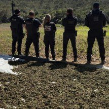 Polícia Civil descobre plantio de 20 mil pés de maconha no Norte de Minas - Pol&iacute;cia Civil/divulga&ccedil;&atilde;o